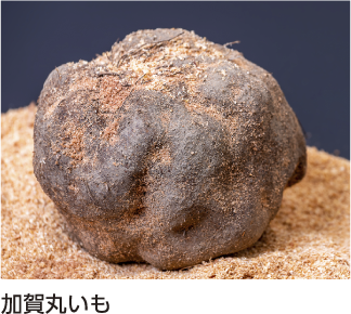 加賀丸芋
